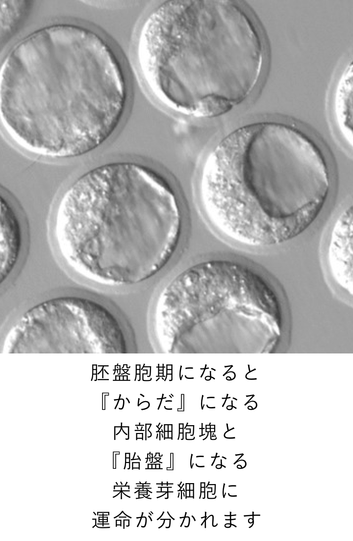 胚盤胞期になると 『からだ』になる 内部細胞塊と 『胎盤』になる 栄養芽細胞に 運命が分かれます